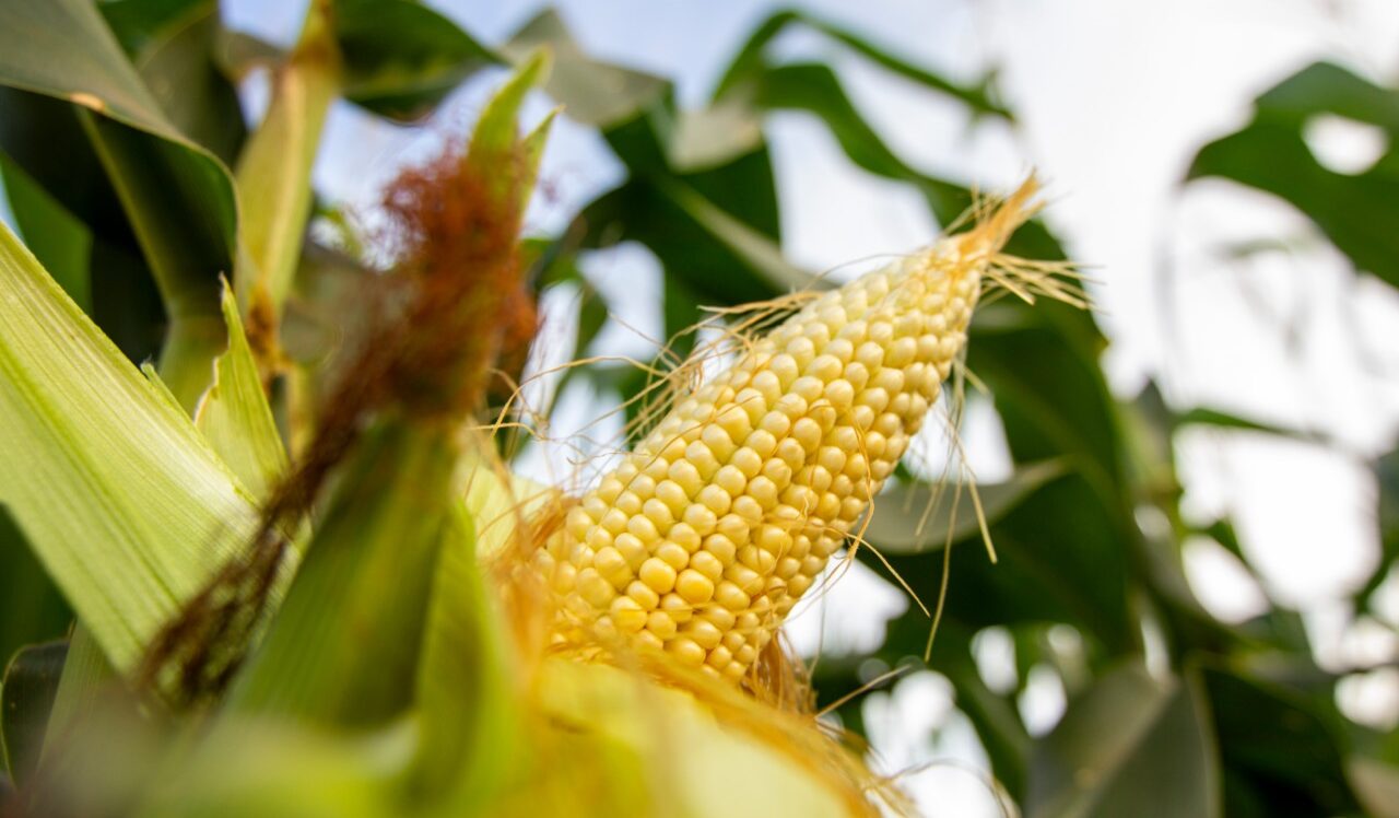 SmartPest-Ghana: projeto conjunto entre UNICAMP/NIPE e a Universidade de Sheffield