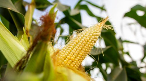 SmartPest-Ghana: projeto conjunto entre UNICAMP/NIPE e a Universidade de Sheffield